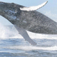 Illustration for article titled Whales Have Lost the Ability to Taste Anything but Salt